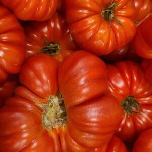 Tomates charnues France