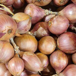 Oignons roses de Roscoff