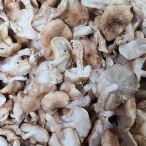 Champignons Shitaké