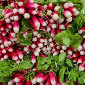 Radis roses botte