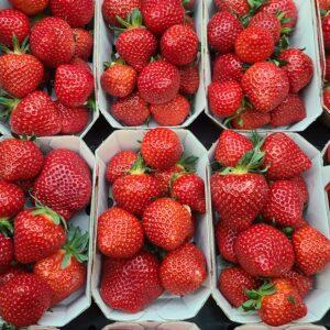 Fraises 250g