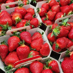 Fraises 500g