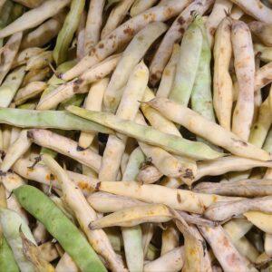 Haricots coco de Paimpol frais AOP