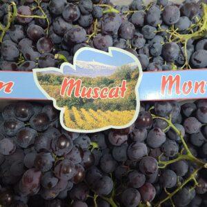 Raisin Muscat