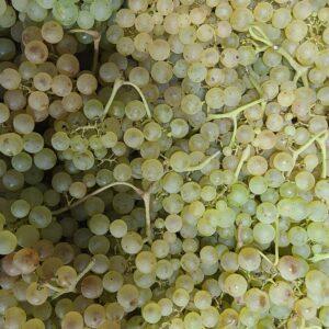 Raisin Chasselas