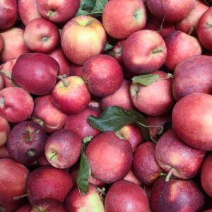 Pommes Gala