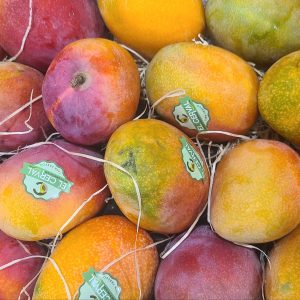 Mangue