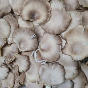 Champignons Pleurotes